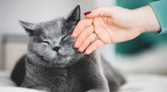 Miért jelent meg a macskát?